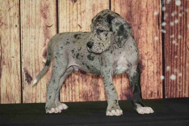 Great Dane Puppies media 2