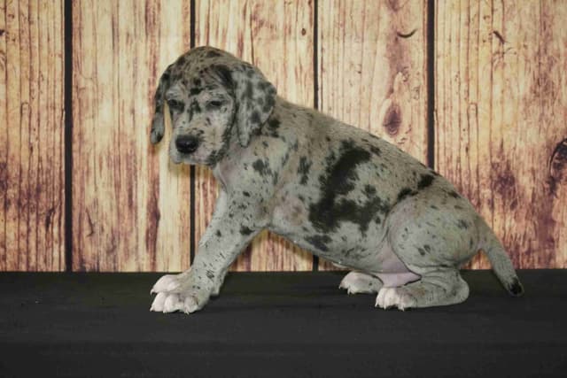 Great Dane Puppies media 3