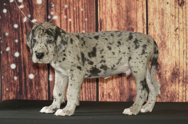 Great Dane Puppies media 4