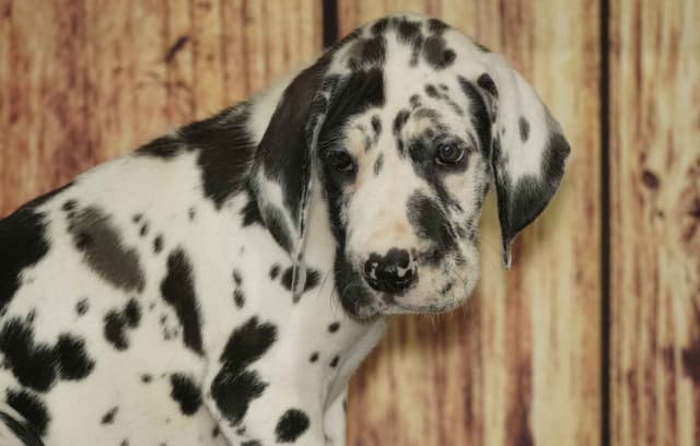 Great Dane Puppies media 5