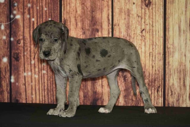 Great Dane Puppies media 6