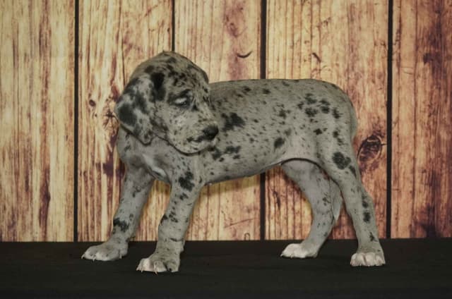 Great Dane Puppies media 7