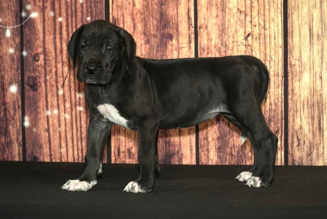 Great Dane Puppies media 8