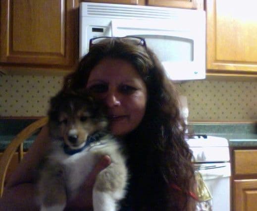 Shetland Sheepdog Puppies breeder image 1