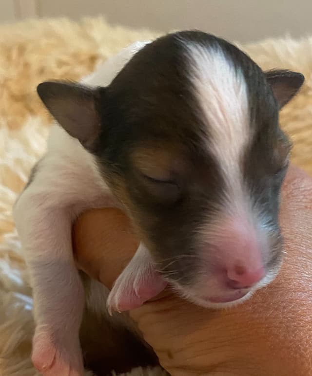 Shetland Sheepdog Puppies media 4