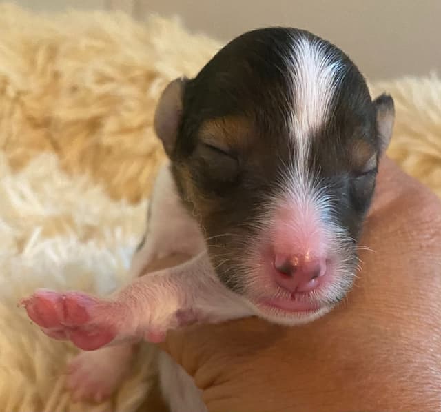 Shetland Sheepdog Puppies media 3