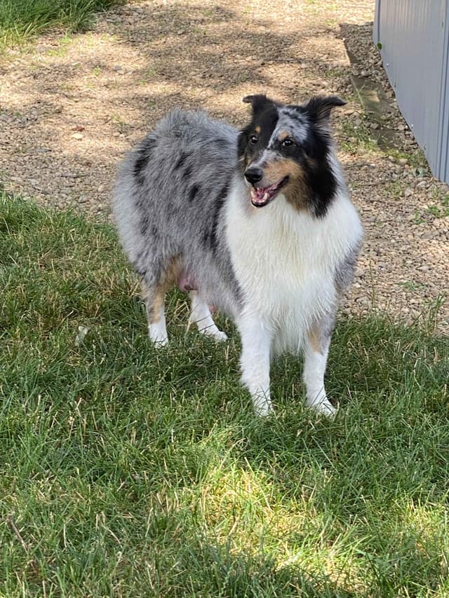 Shetland Sheepdog Puppies media 5