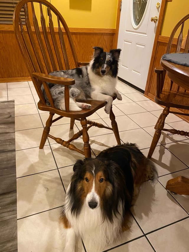 Shetland Sheepdog Puppies media 6
