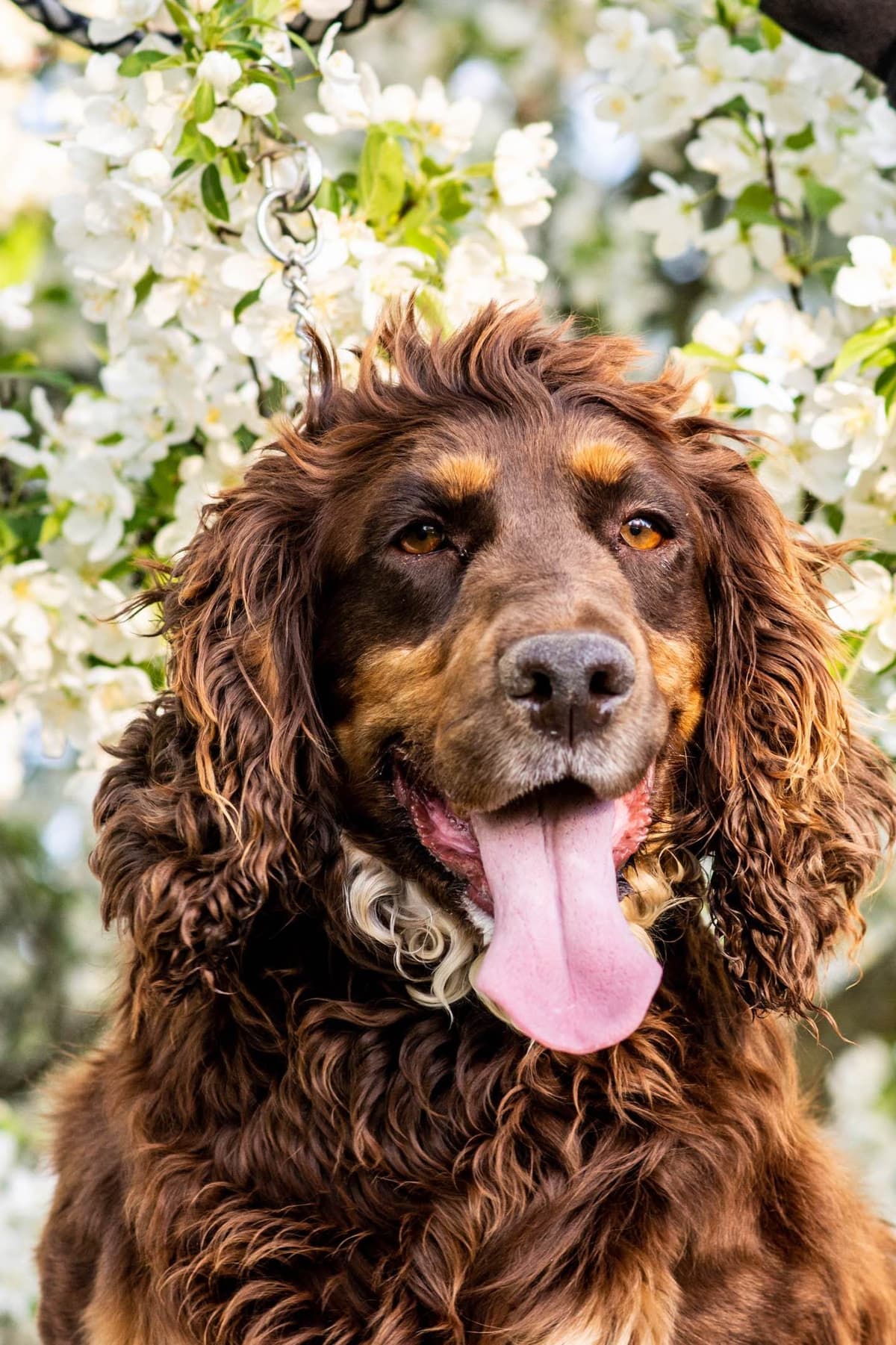 English Cocker Spaniel Puppies breeder image 2
