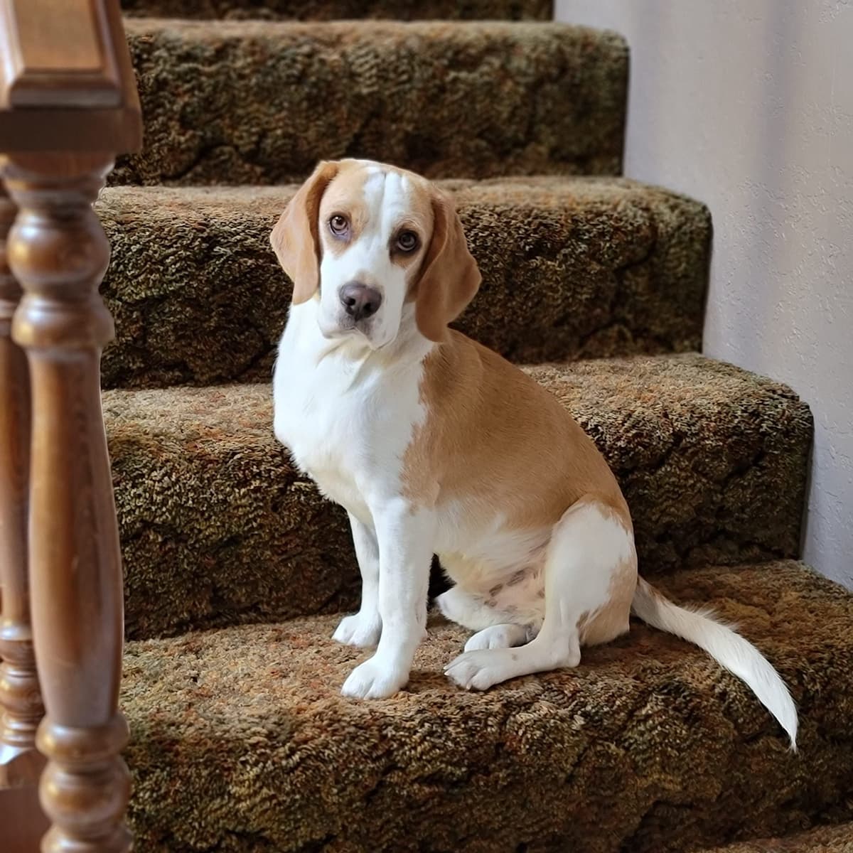 Beagle Puppies breeder image 2