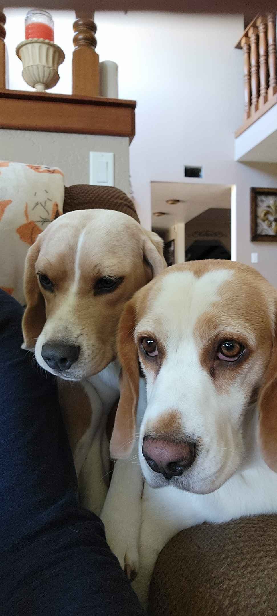 Beagle Puppies breeder image 4