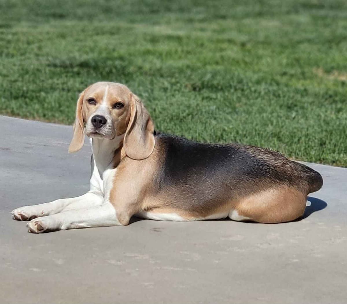 Beagle Puppies breeder image 5