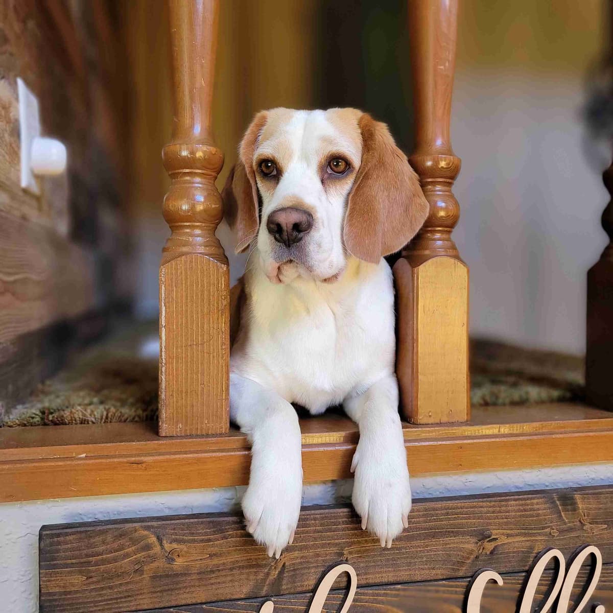 Beagle Puppies breeder image 6