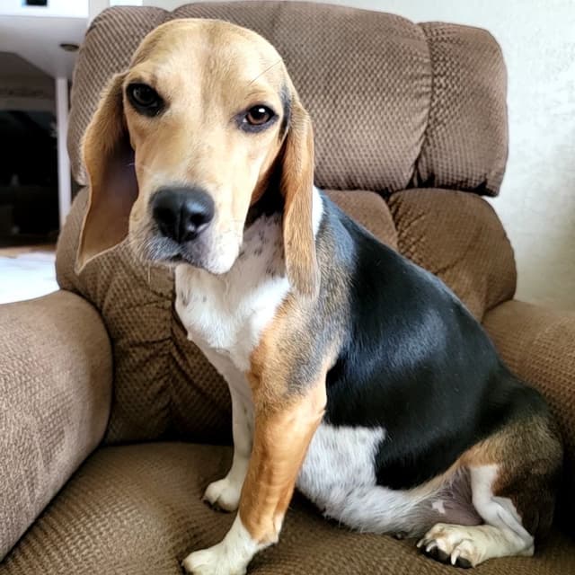 Beagle Puppies media 10