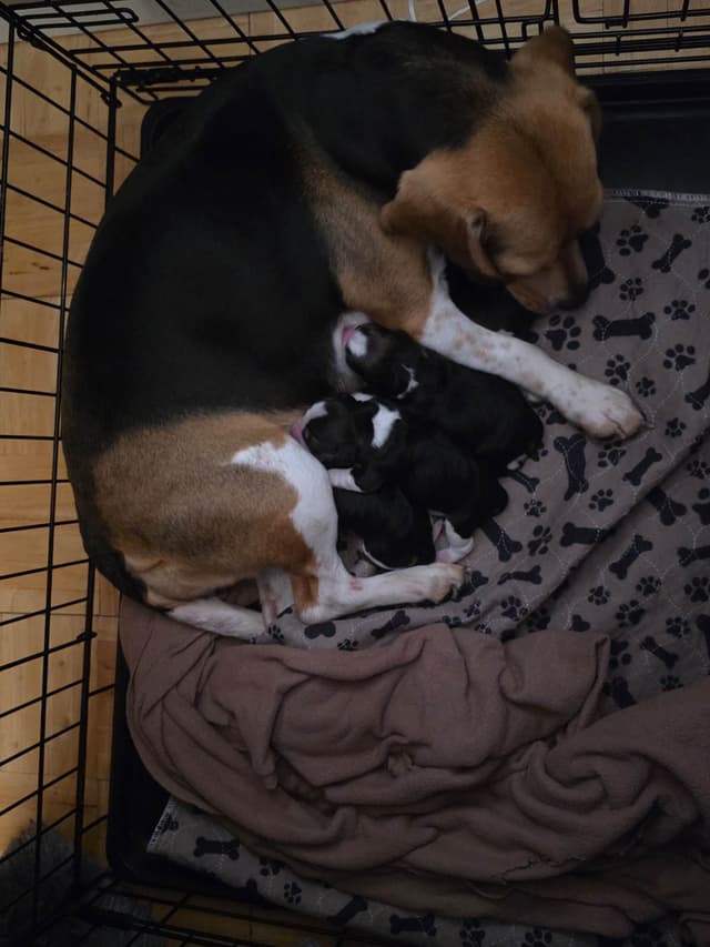 Beagle Puppies media 8