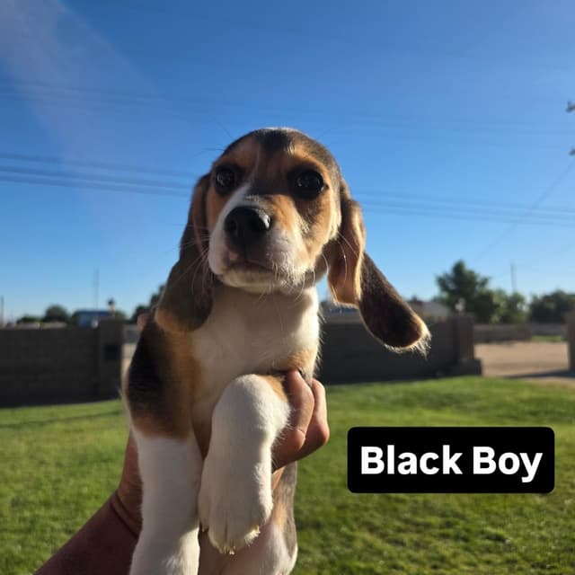 Beagle Puppies media 3