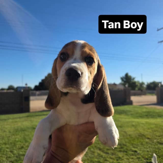 Beagle Puppies media 5