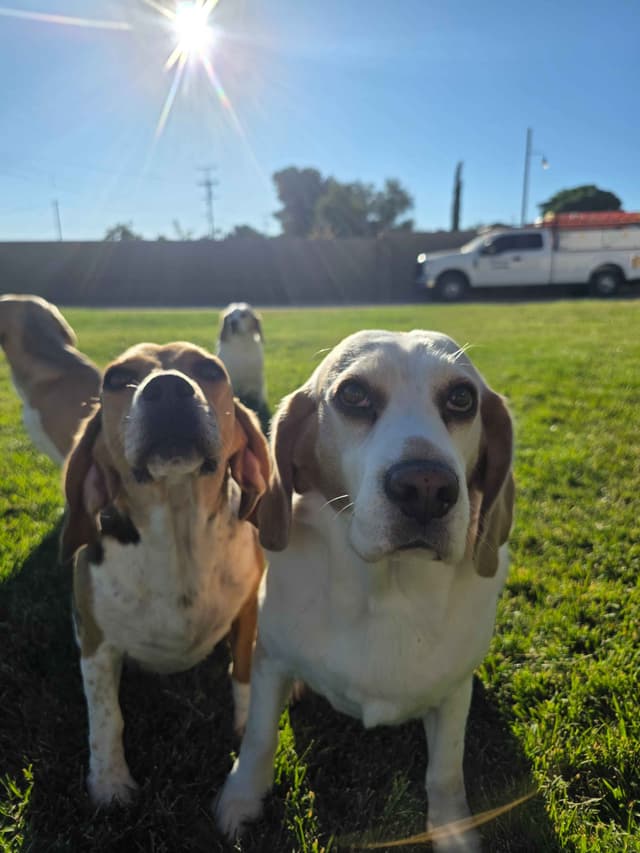 Beagle Puppies media 7