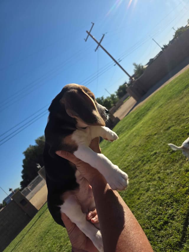 Beagle Puppies media 6