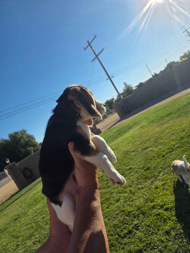 Beagle Puppies media 4