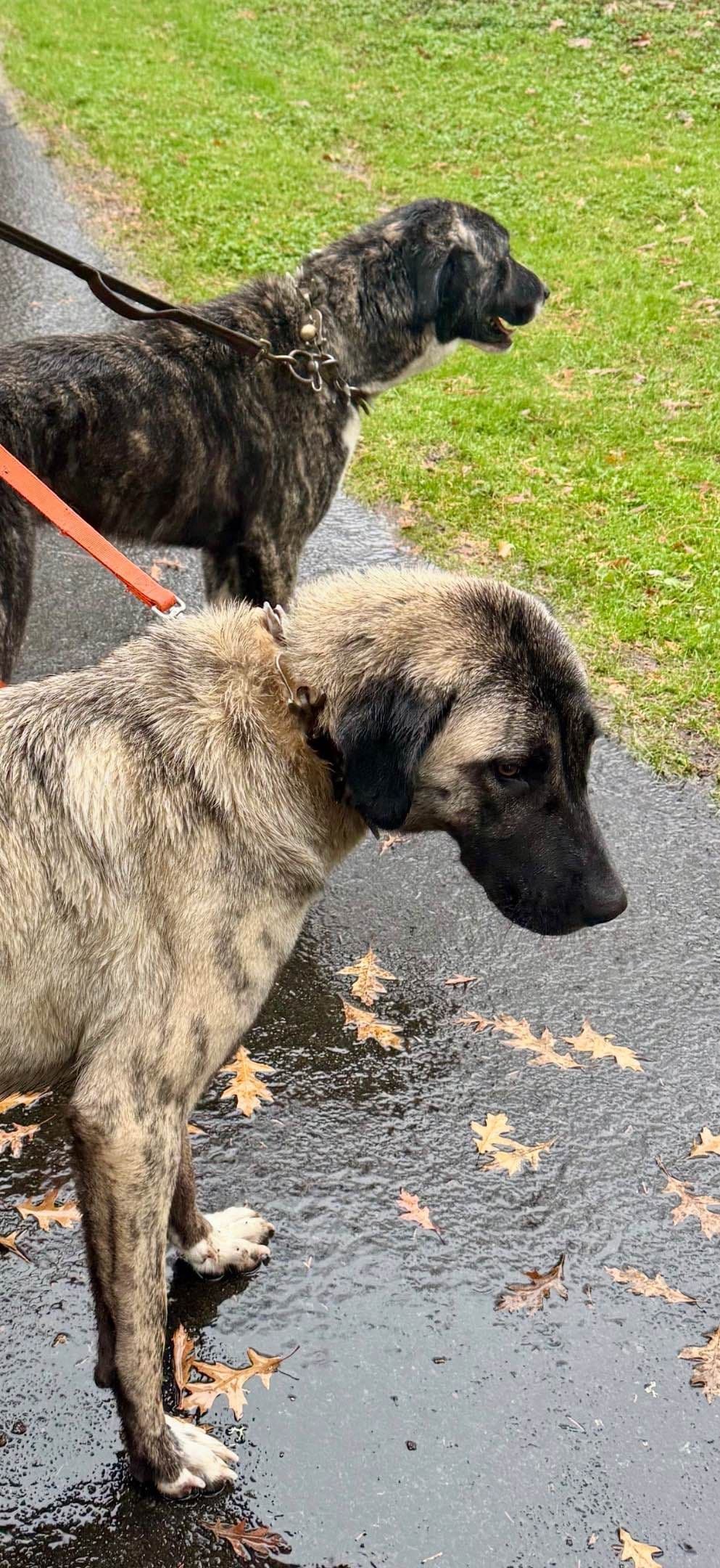 Anatolian Shepherd Dog Puppies breeder image 1