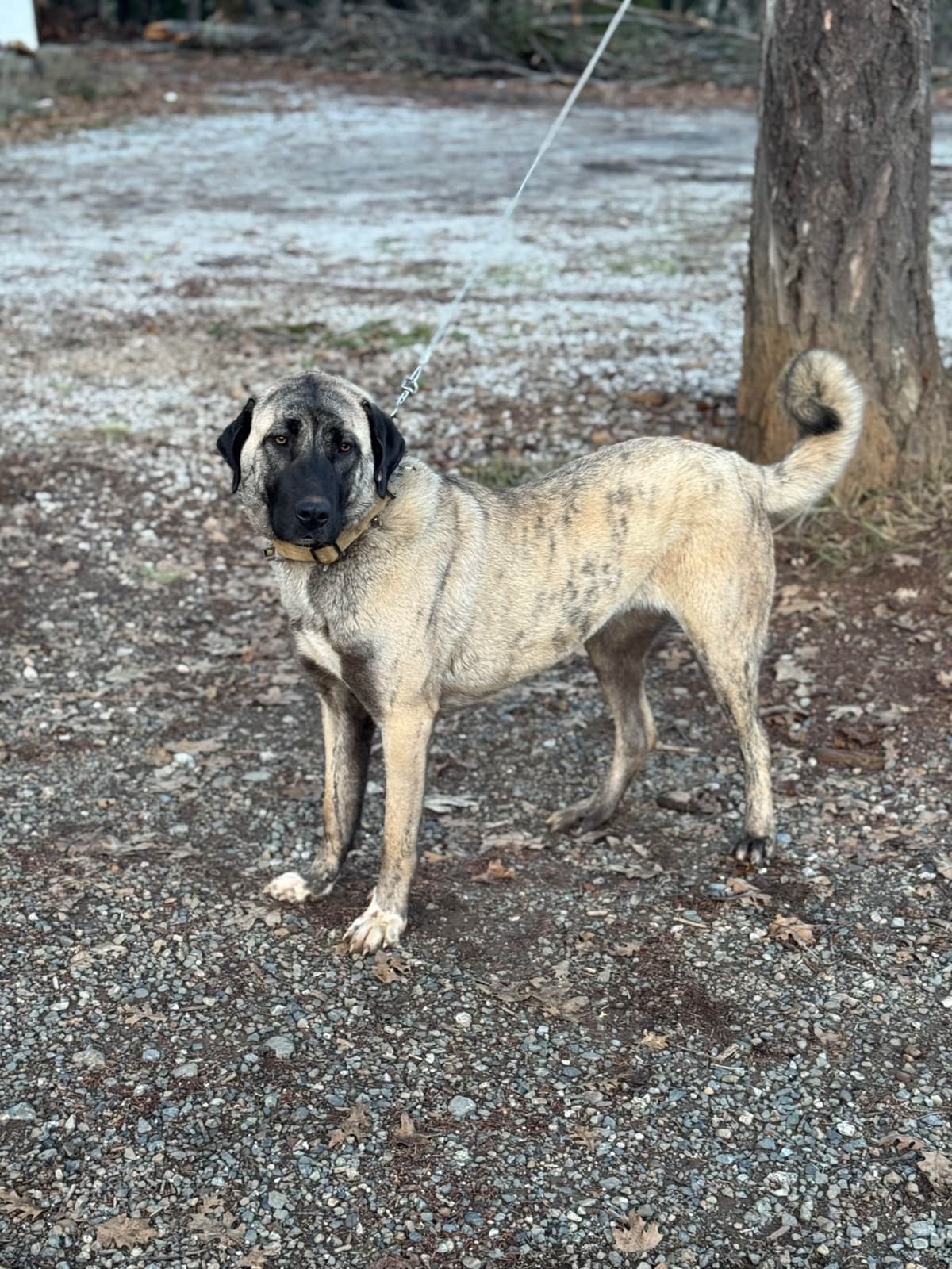 Anatolian Shepherd Dog Puppies breeder image 3