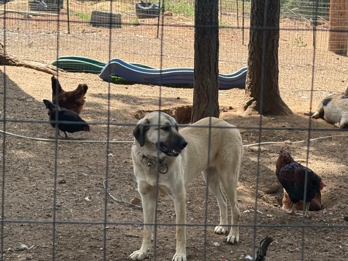 Anatolian Shepherd Dog Puppies breeder image 4
