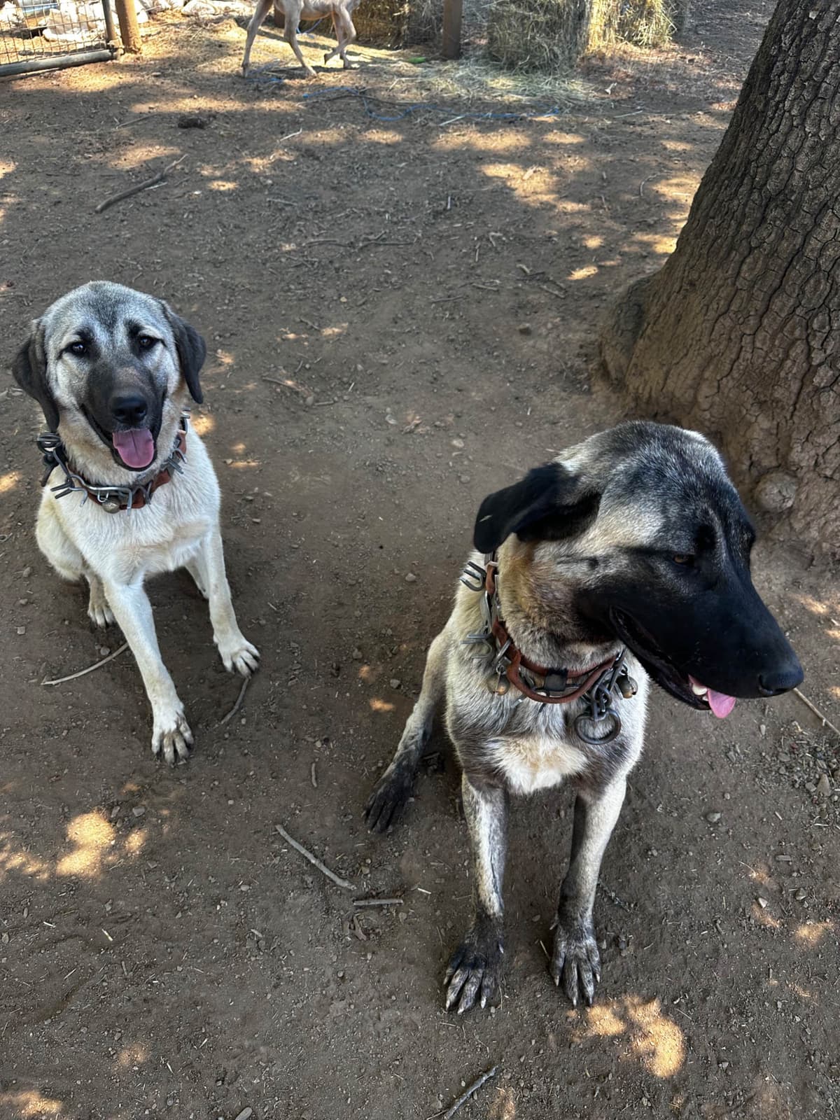 Anatolian Shepherd Dog Puppies breeder image 6
