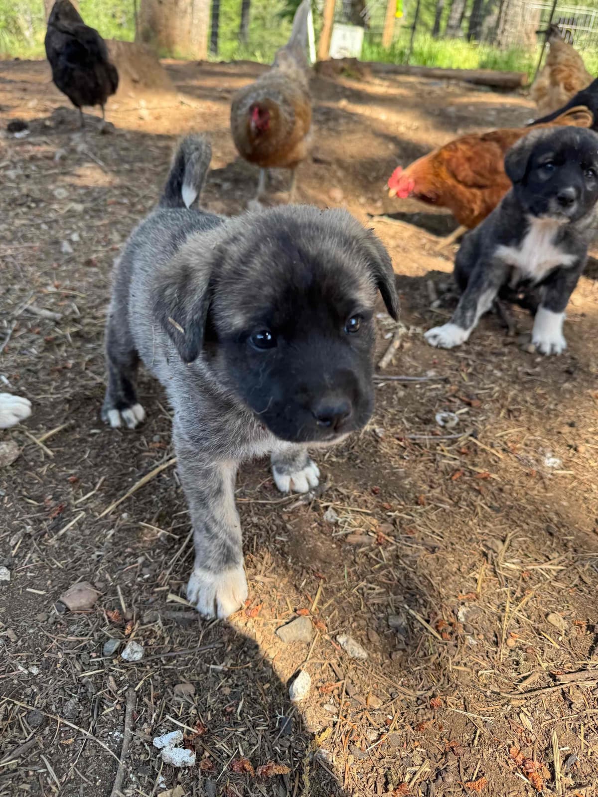 Anatolian Shepherd Dog Puppies breeder image 7