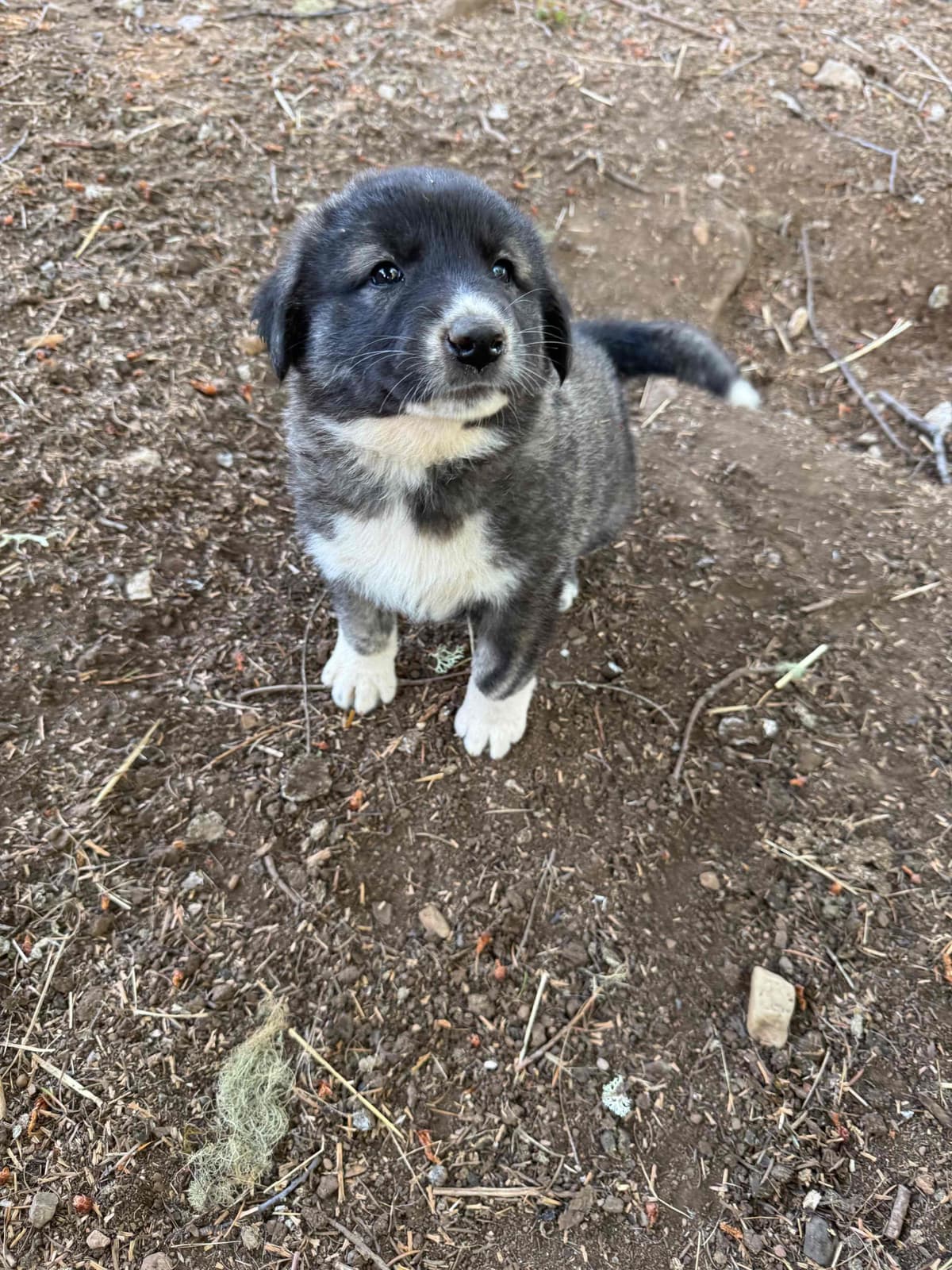 Anatolian Shepherd Dog Puppies breeder image 8