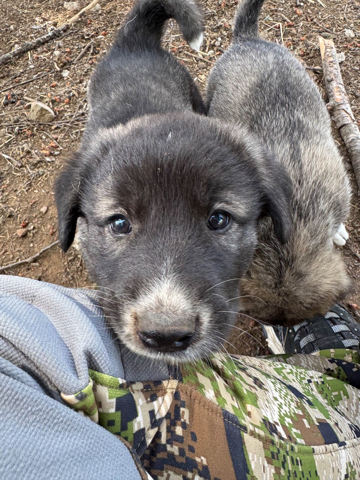 Anatolian Shepherd Dog Puppies breeder image 9