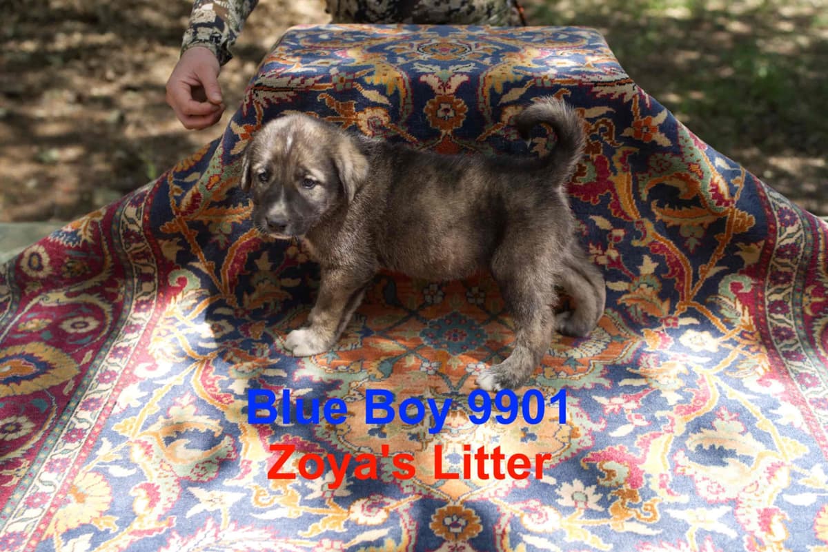 Anatolian Shepherd Dog Puppies breeder image 10