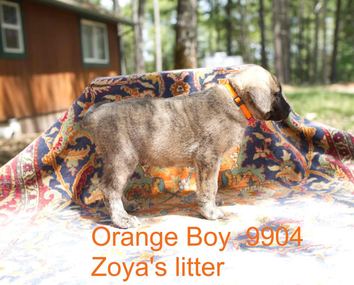 Anatolian Shepherd Dog Puppies breeder image 11