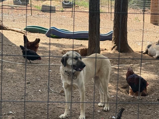 Anatolian Shepherd Dog Puppies media 2