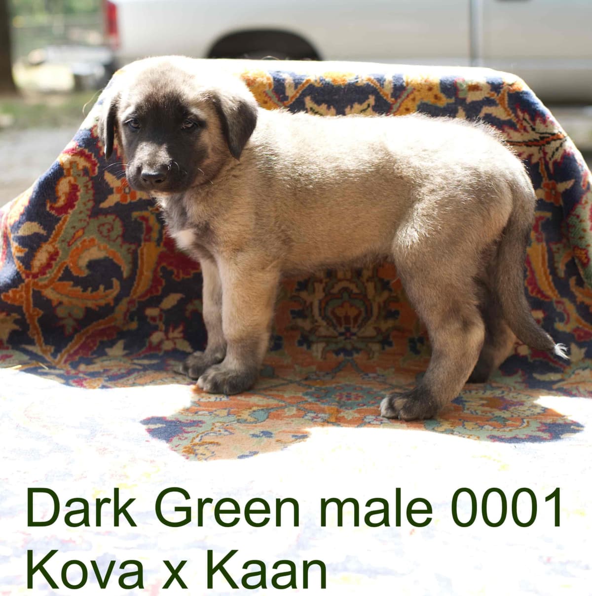 Anatolian Shepherd Dog Puppies breeder image 12