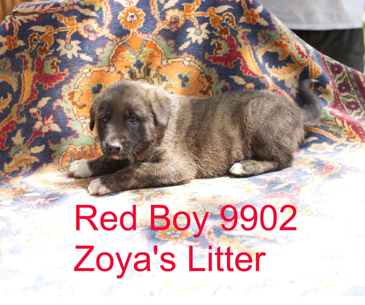 Anatolian Shepherd Dog Puppies breeder image 13