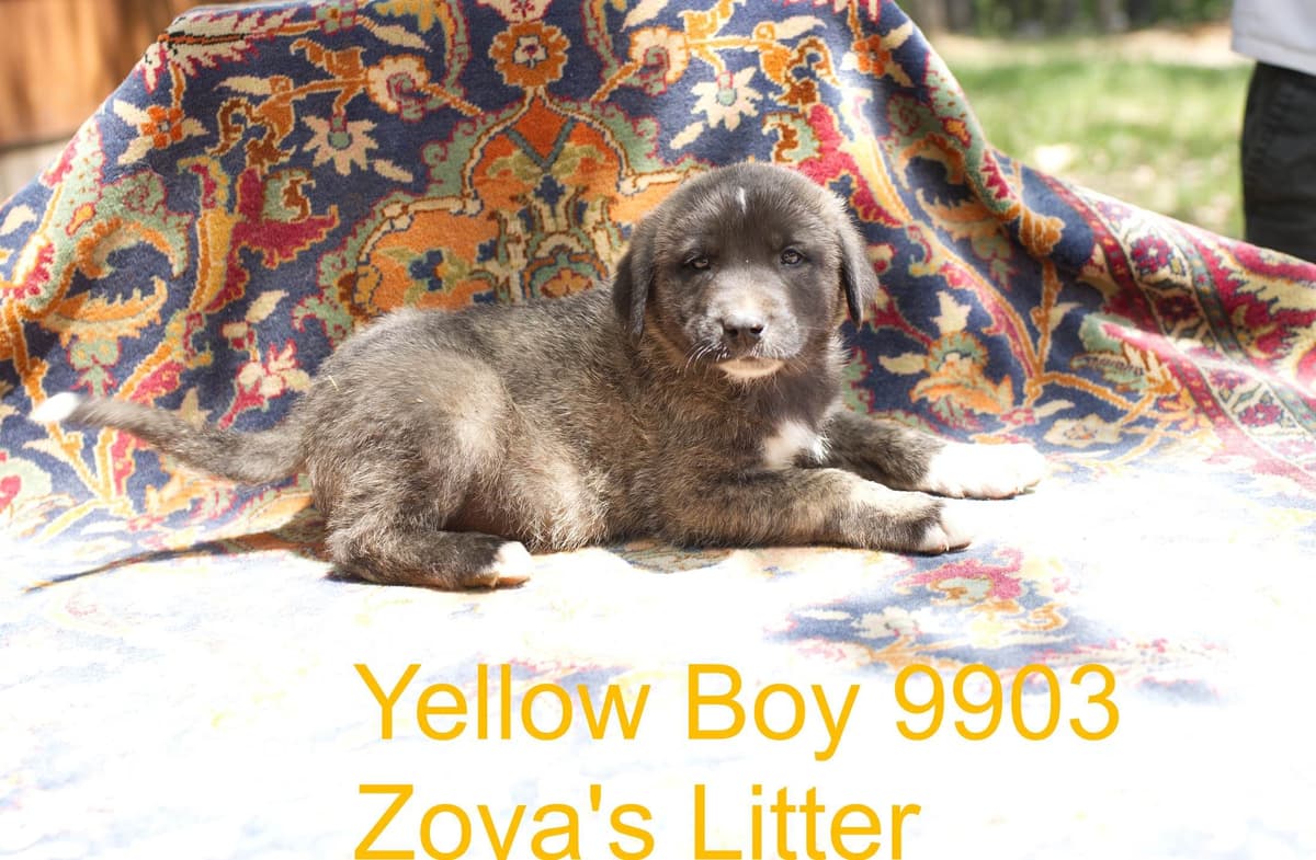 Anatolian Shepherd Dog Puppies breeder image 14