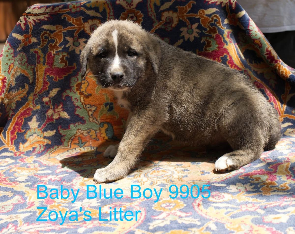 Anatolian Shepherd Dog Puppies breeder image 15
