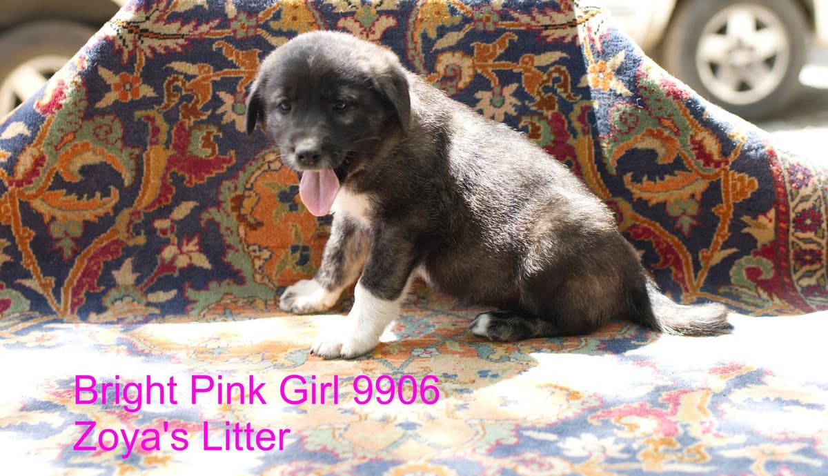 Anatolian Shepherd Dog Puppies breeder image 16