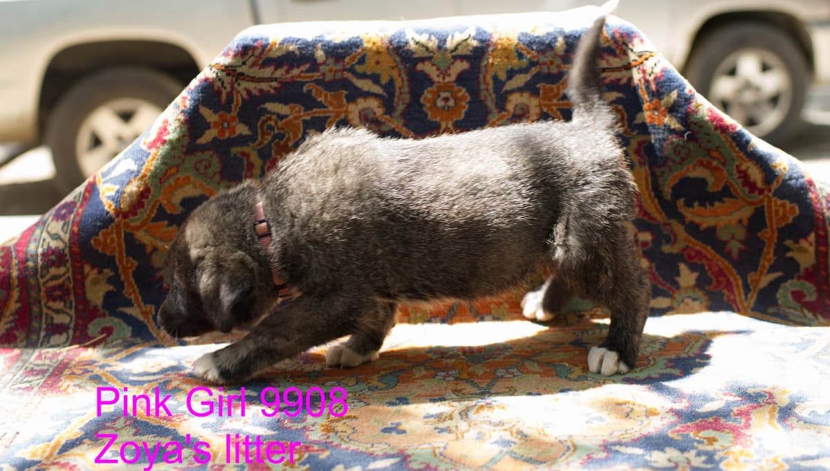 Anatolian Shepherd Dog Puppies breeder image 17