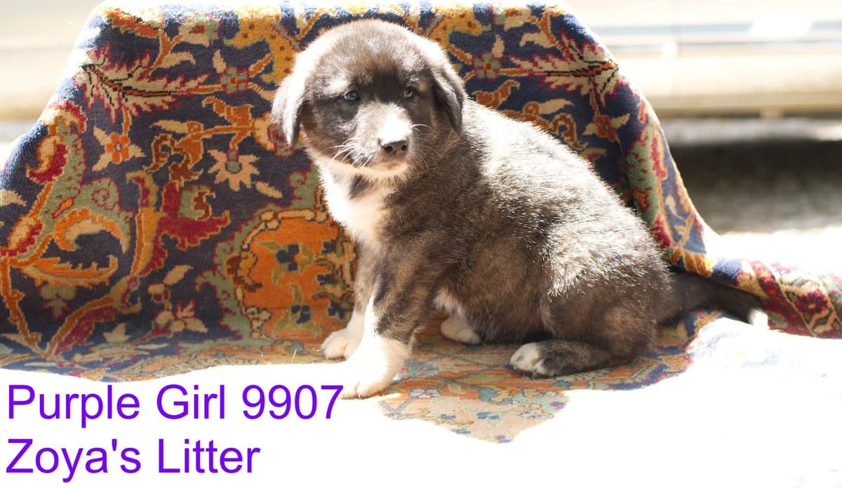 Anatolian Shepherd Dog Puppies breeder image 18