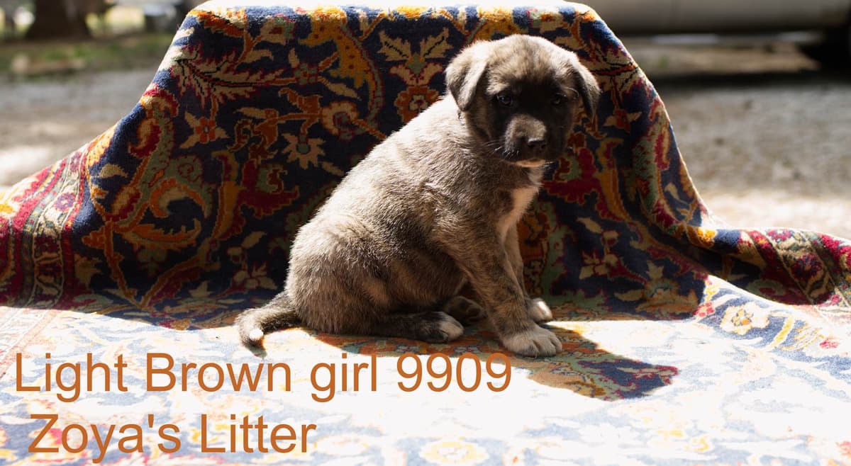Anatolian Shepherd Dog Puppies breeder image 19