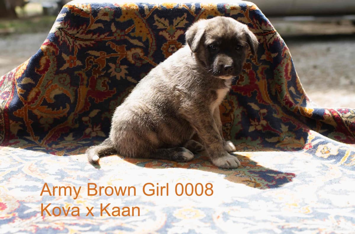 Anatolian Shepherd Dog Puppies breeder image 20