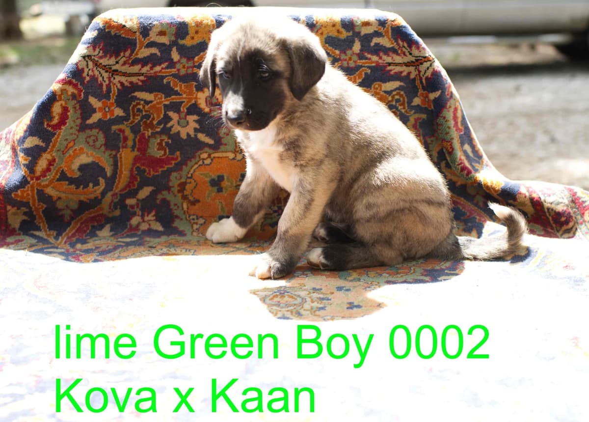 Anatolian Shepherd Dog Puppies breeder image 21