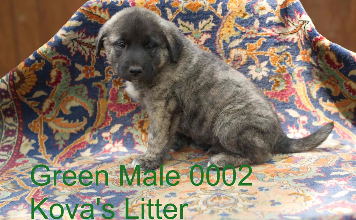 Anatolian Shepherd Dog Puppies breeder image 22
