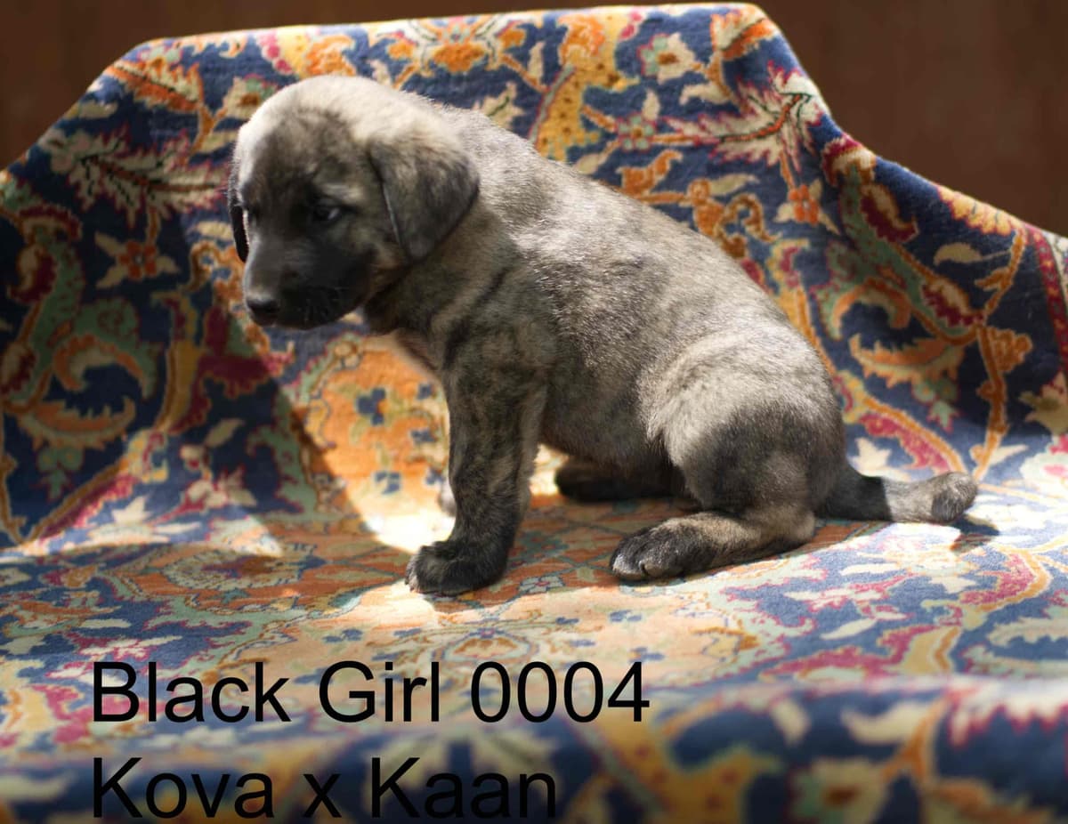Anatolian Shepherd Dog Puppies breeder image 23