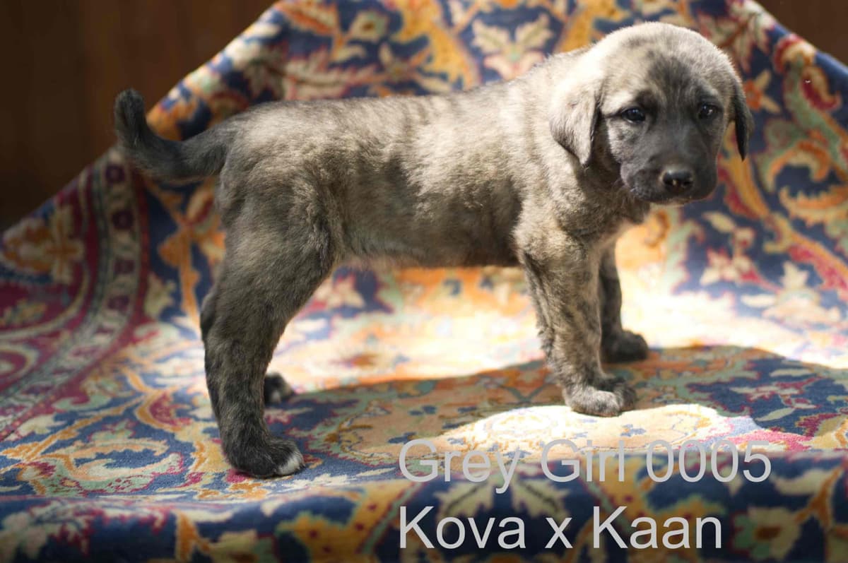 Anatolian Shepherd Dog Puppies breeder image 24