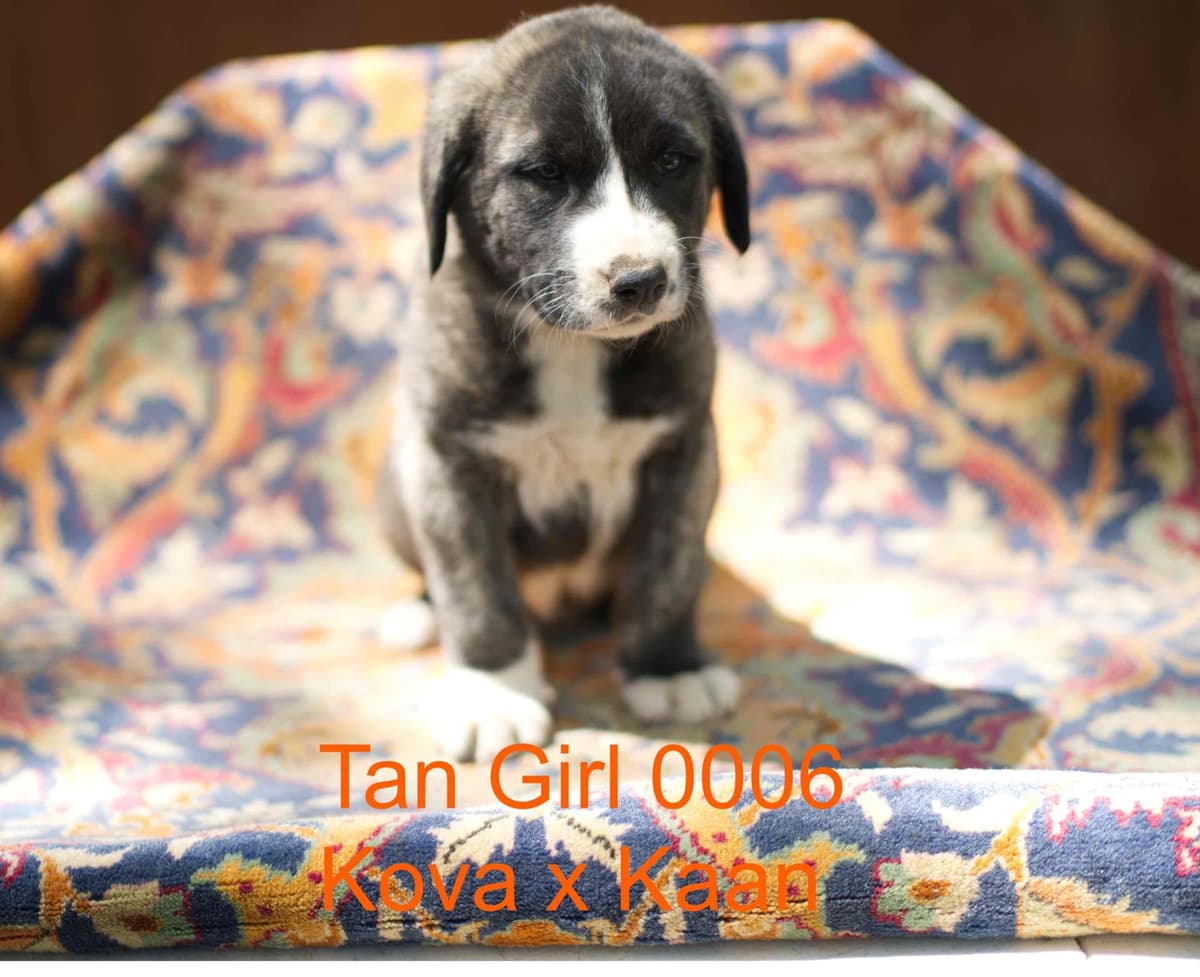 Anatolian Shepherd Dog Puppies breeder image 25