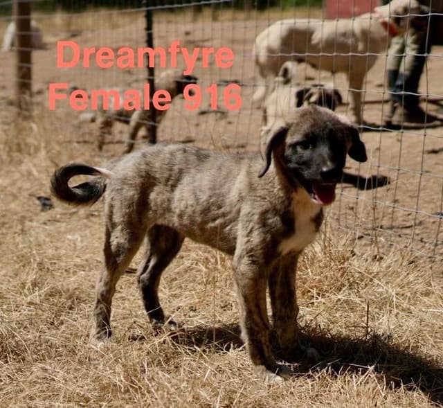Anatolian Shepherd Dog Puppies media 4