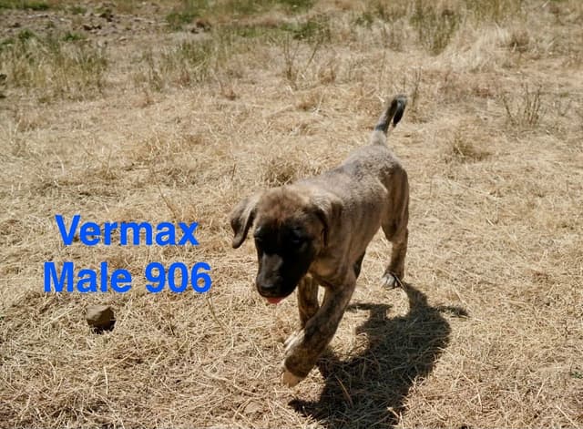 Anatolian Shepherd Dog Puppies media 5